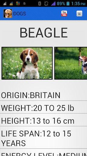 Small Dog Breeds List and Names – Smalldogbreedsdb