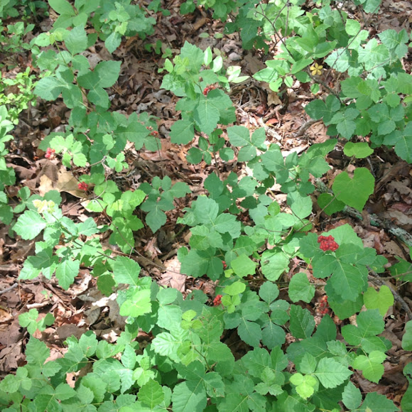 Aromatic Sumac Project Noah