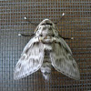 Megalopygid moth