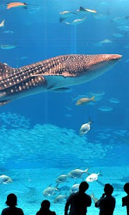 How to install Shark wallpaper01 lastet apk for pc