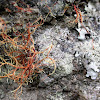 Lichen