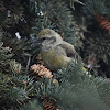 Red Crossbill