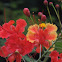 Pride of Barbados