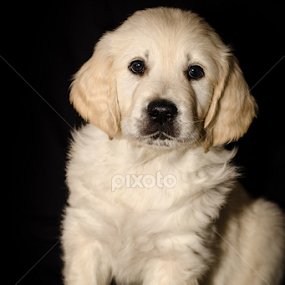 Seven Weeks of Cute by Mike Woodford - Animals - Dogs Puppies