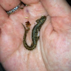 Four Toed Salamander