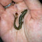 Four Toed Salamander