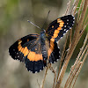 Bordered Patch butterfly
