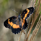 Bordered Patch butterfly
