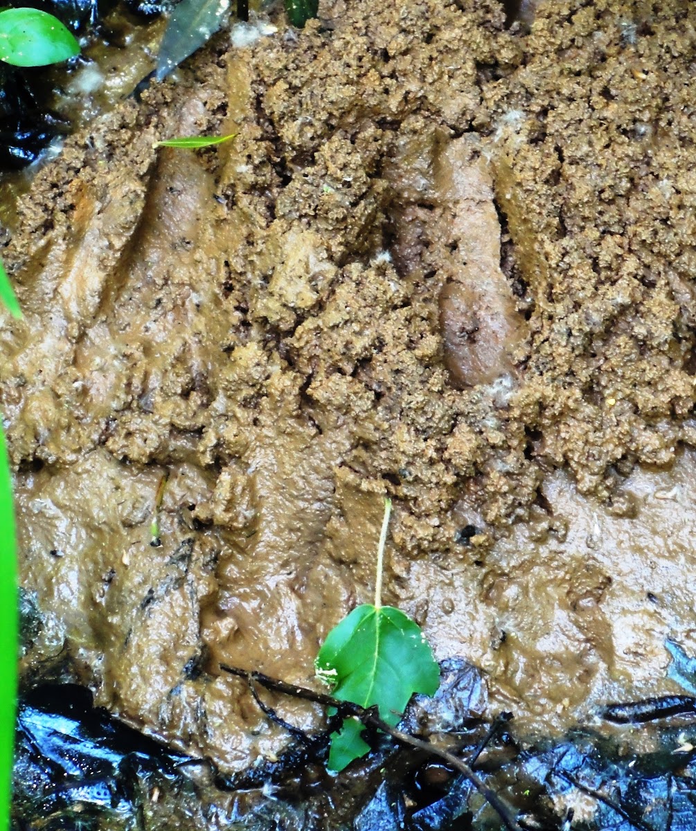 Unknown Animal Tracks in Mud