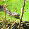 Florida banded water snake