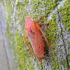 Gyponine Leafhopper