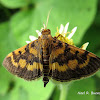 Bean Leafroller Moth