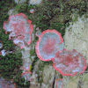 Christmas Lichen