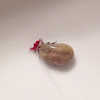 Engorged American Dog Tick Pictures