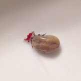 Engorged American Dog Tick Pictures