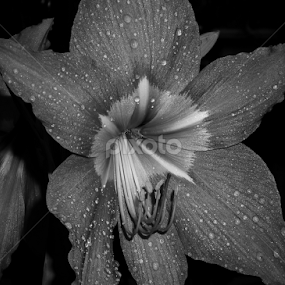 B&W Flower by Monzur Sazid Ahmed - Black & White Flowers & Plants