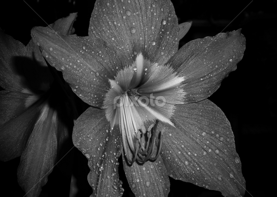 B&W Flower by Monzur Sazid Ahmed - Black & White Flowers & Plants