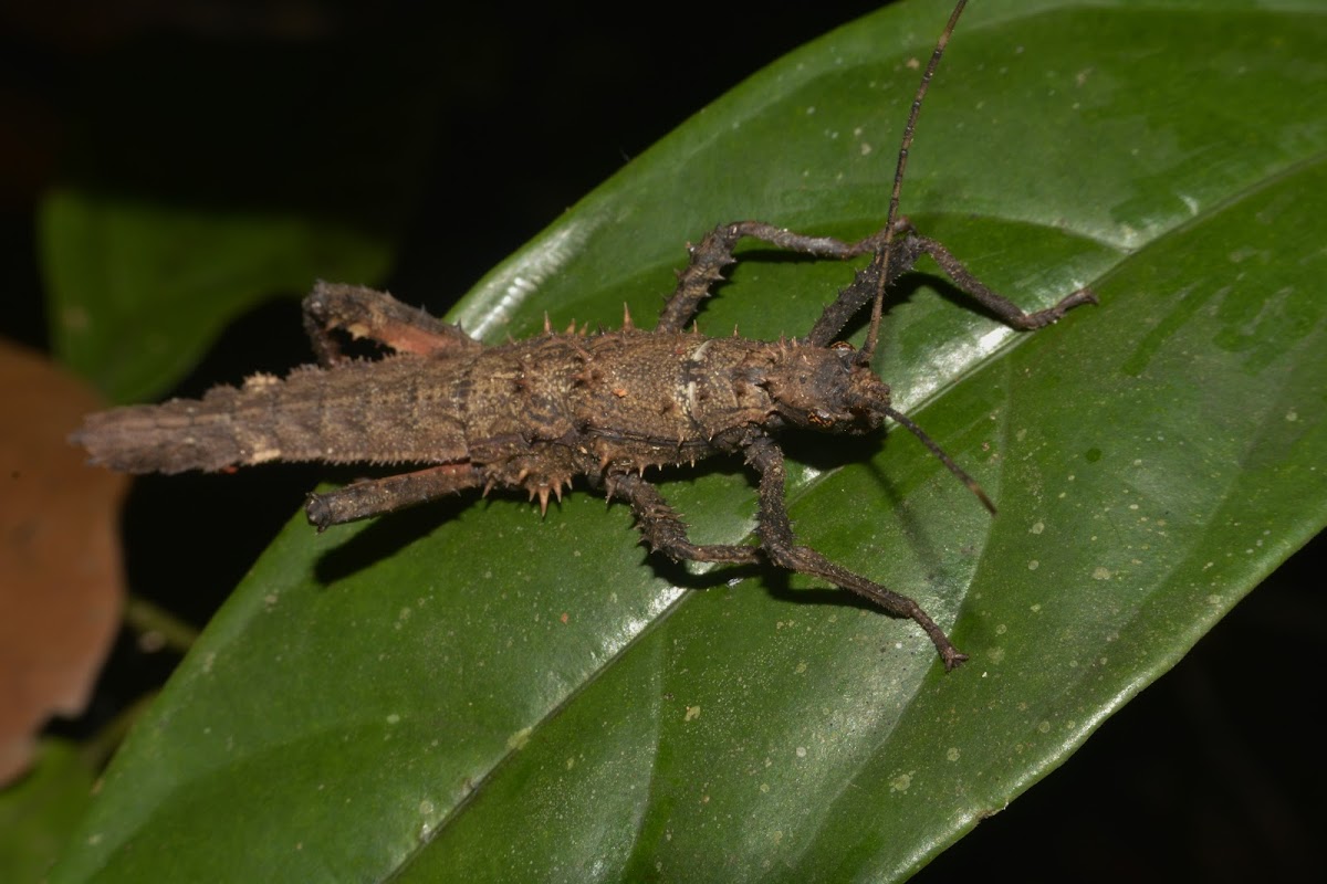 Spiny Stick Insect, Phasmid - Female