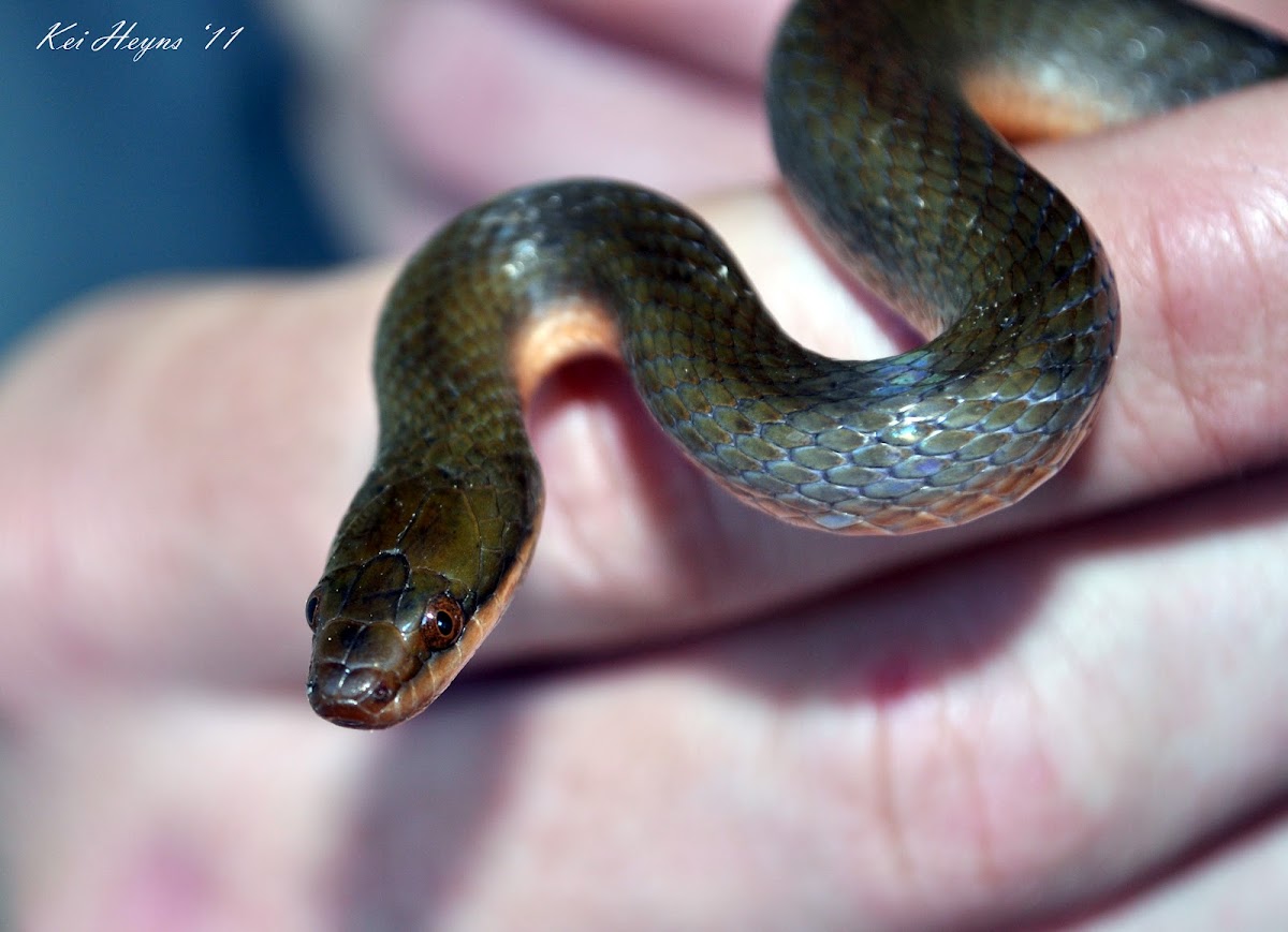 Common Brown Water Snake