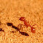 Seed harvester ant