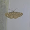 Geometride Moth