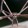 Australian Net-casting Spider