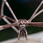 Australian Net-casting Spider