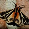 Nais tiger moth