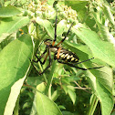 Writting spider, corn spider or b/y garden spider (araña escritora)