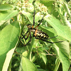 Writting spider, corn spider or b/y garden spider (araña escritora)
