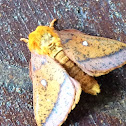 Spiny oakworm moth