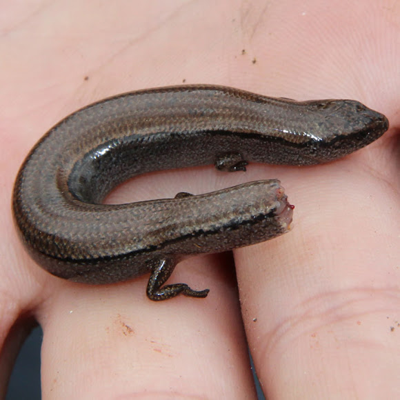 Drop Tail Skink Project Noah