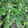 Galinsoga, gallant soldiers, quickweed, potato weed, water weed