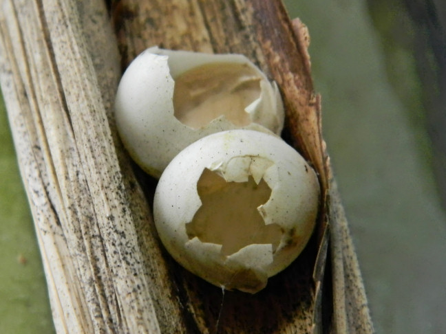 lizard (gecko?) eggs