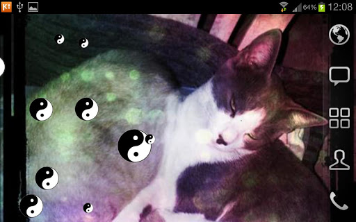 免費個人化App|Yng Yang Cat LWP FREE|阿達玩APP