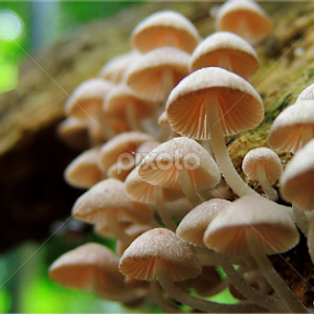 Mushrooms by  Priyanka D - Nature Up Close Mushrooms & Fungi