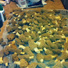 Morel mushroom