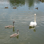 Mute swan and Cygnet part 3