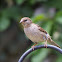 House Sparrow