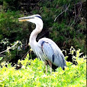 Great Blue Heron