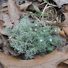 Strigose Beard Lichen