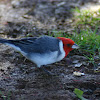 Red-crested Cardinal