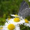 Eastern Tailed Blue