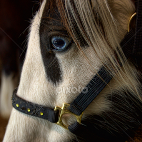 Saphyra by Roxana McRoberts - Animals Horses