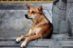 Sentinel to GOD by Anoop Namboothiri -  