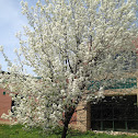 Bradford Pear Tree