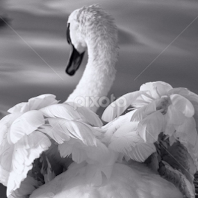 by Johnny Gomez - Black & White Animals