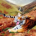 Cool Tigers Wallpapers logo