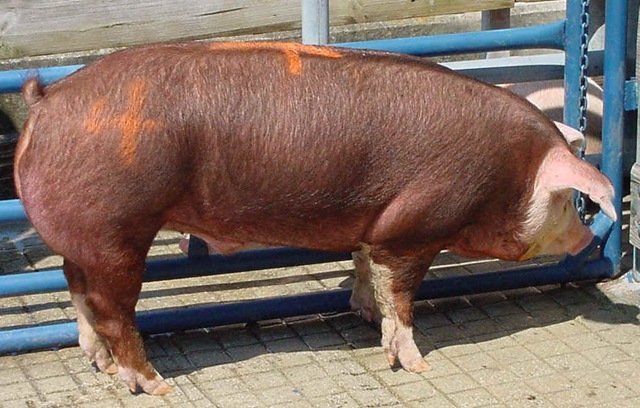 [Live Hog[3].jpg]