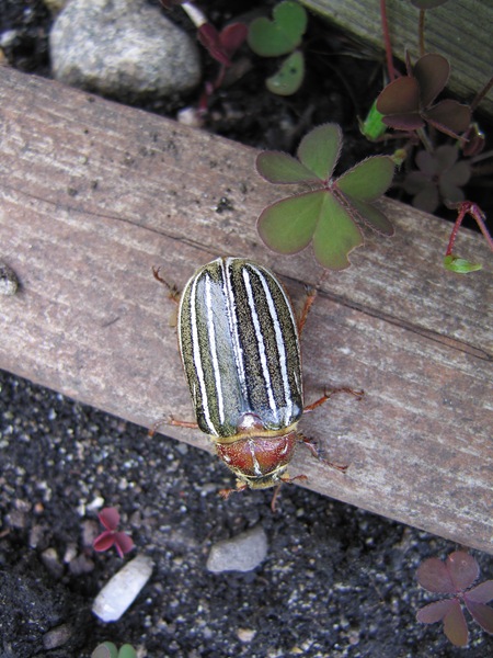 June bug